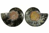 Cut/Polished Ammonite Fossil - Unusual Black Color #169703-1